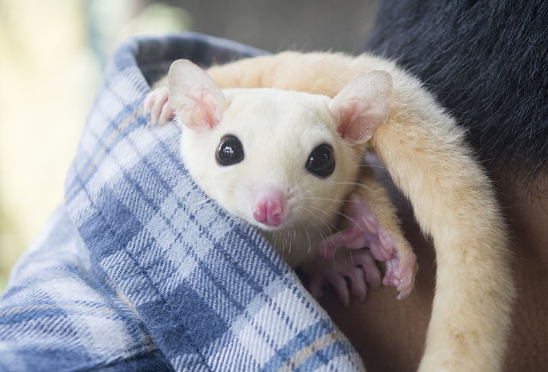 white flying squirrel playing