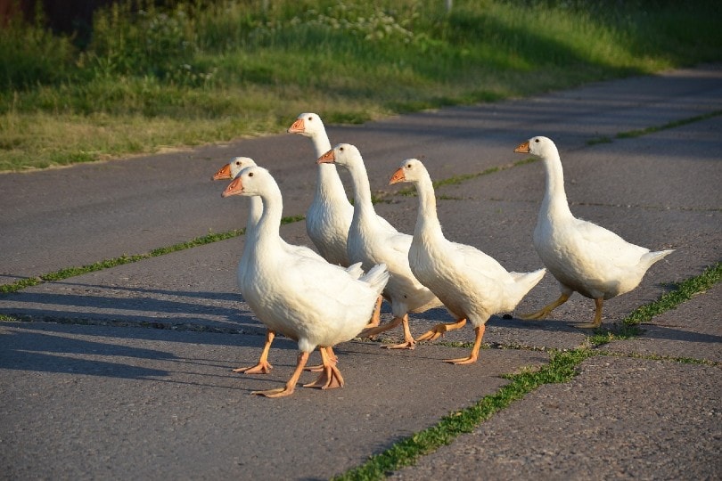 white geese walking on street