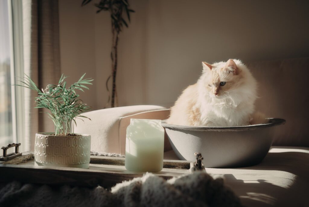 white himalayan persian cat in hepper nest
