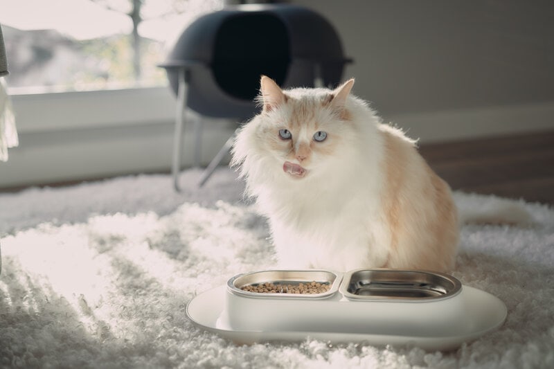 white himalayan persian licking lips eating nom nom bowl