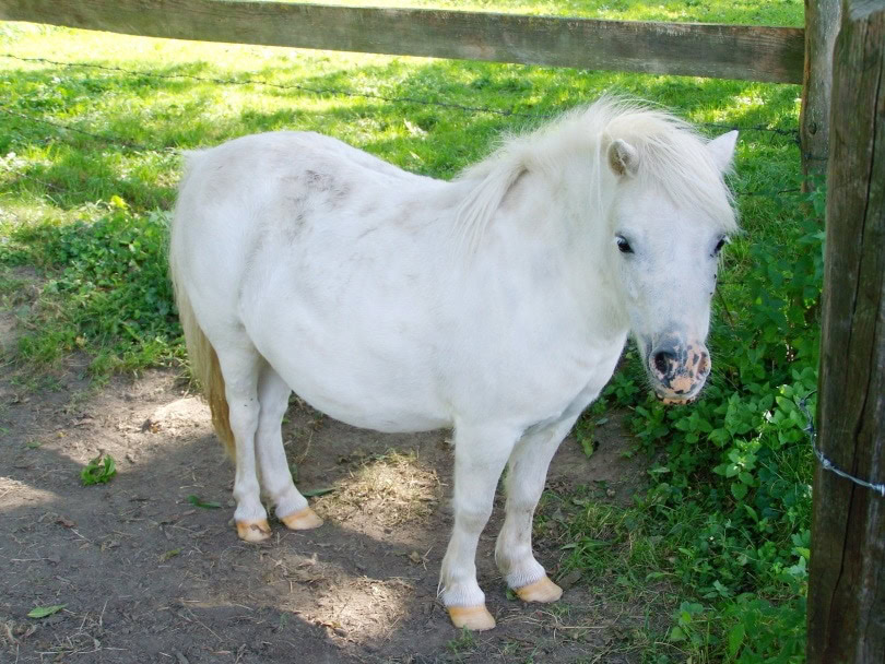 white horse_Piqsels
