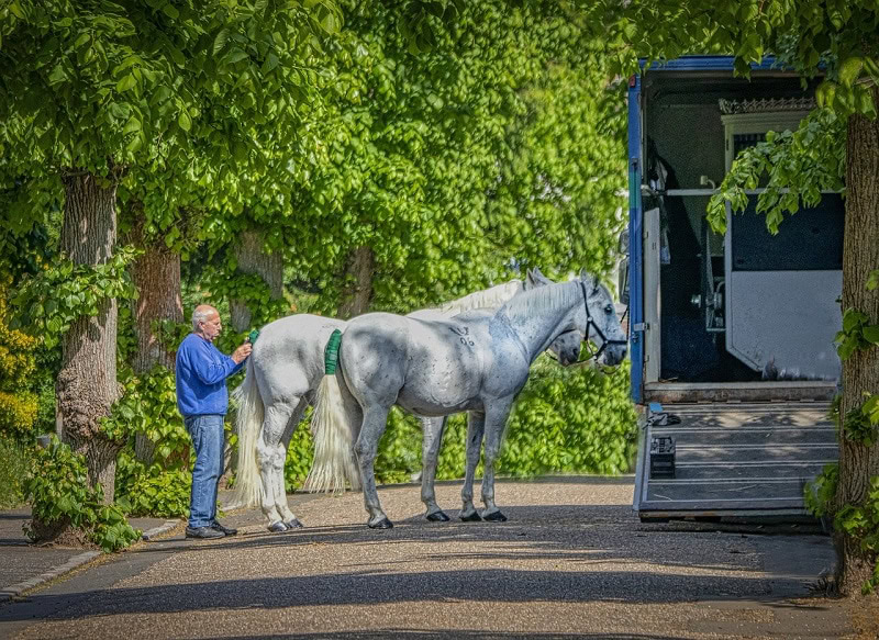 white horses getting ready to go in the trailer