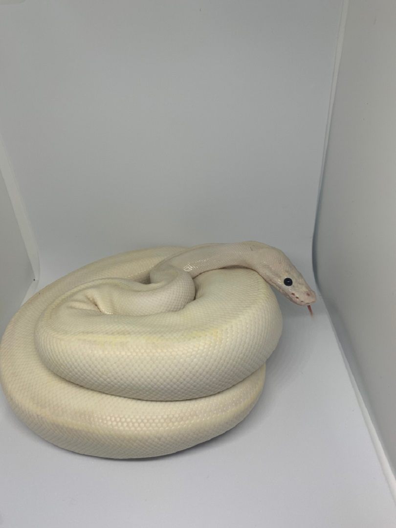 white ivory male ball python_Edwini9_shutterstock