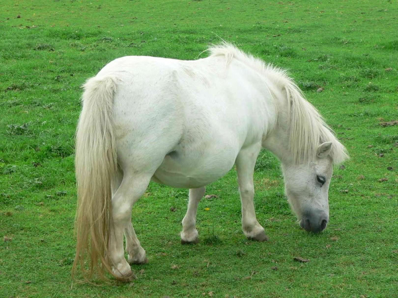 white miniature horse_Piqsels