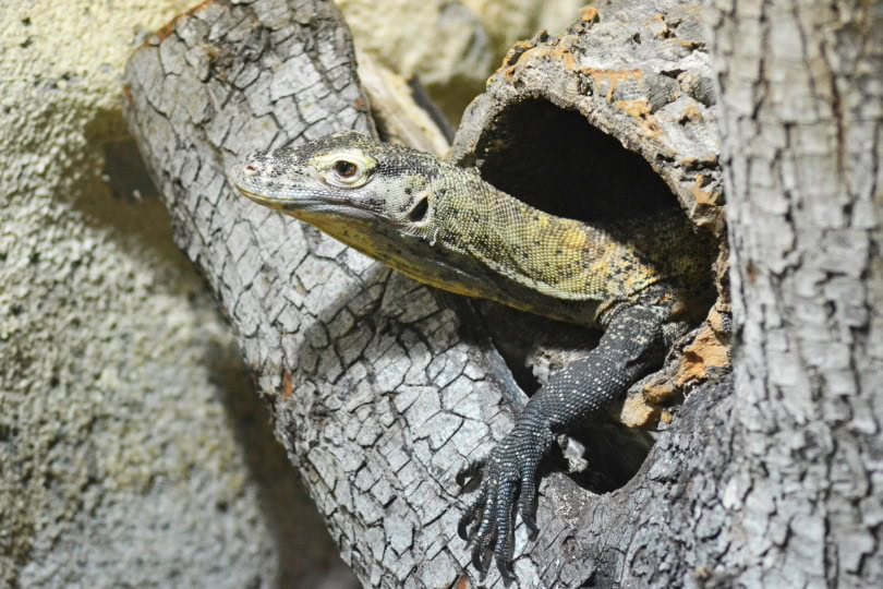 white monitor lizard_Piqsels