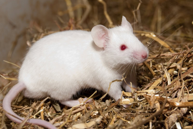 white mouse in cage