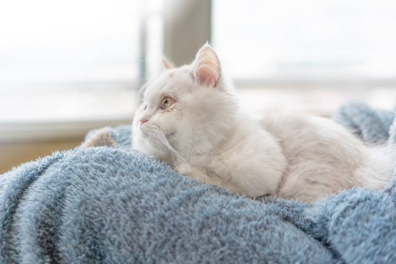 white munchkin cat sitting on a owner wearing blue robe