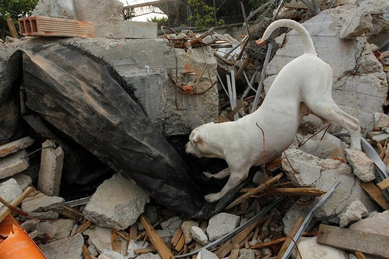 white pit bull rescue dog_perla sofia_shutterstocl