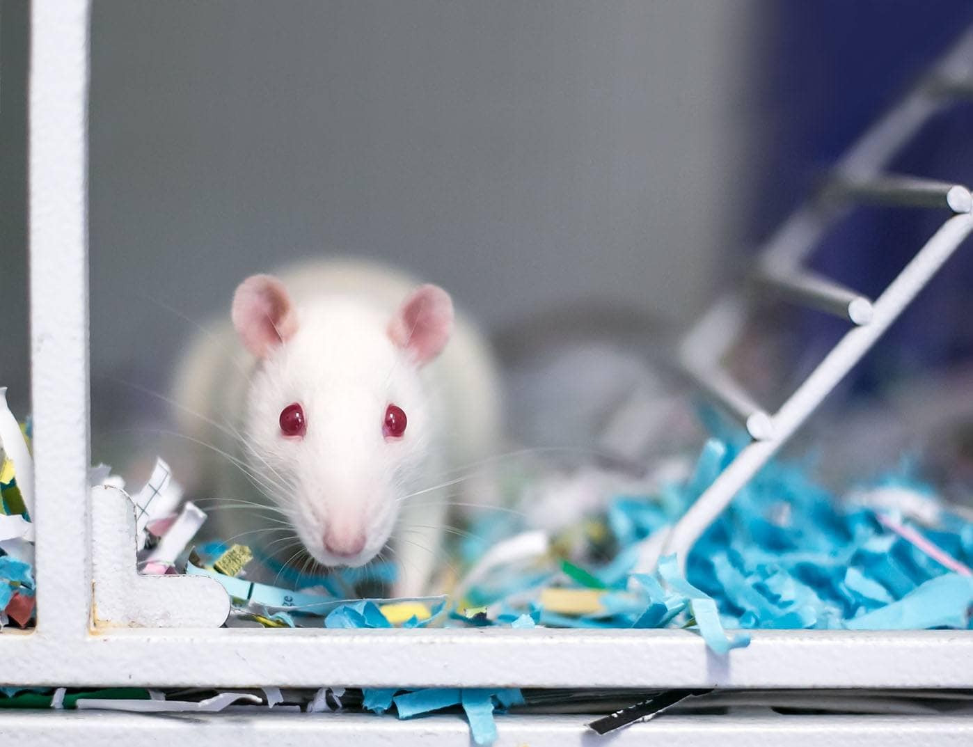 white rat with paper litter