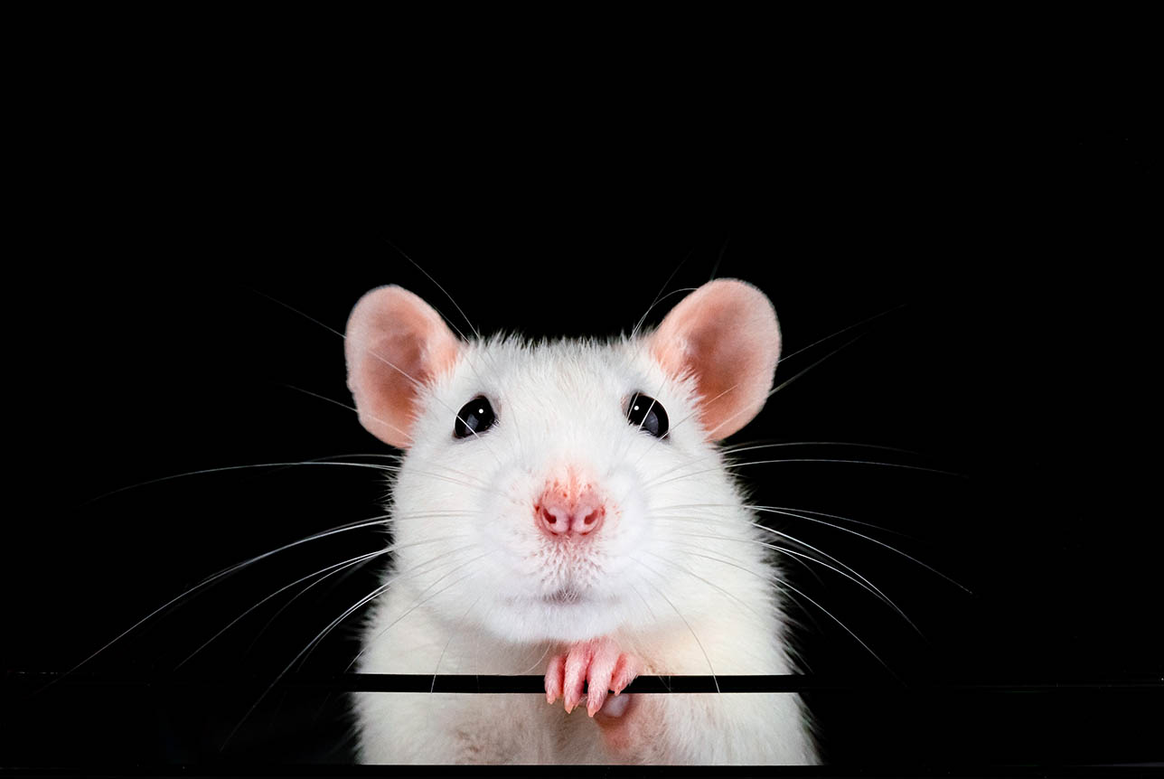 white rat