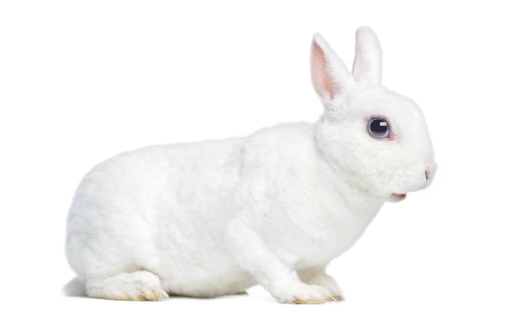 white rex rabbit