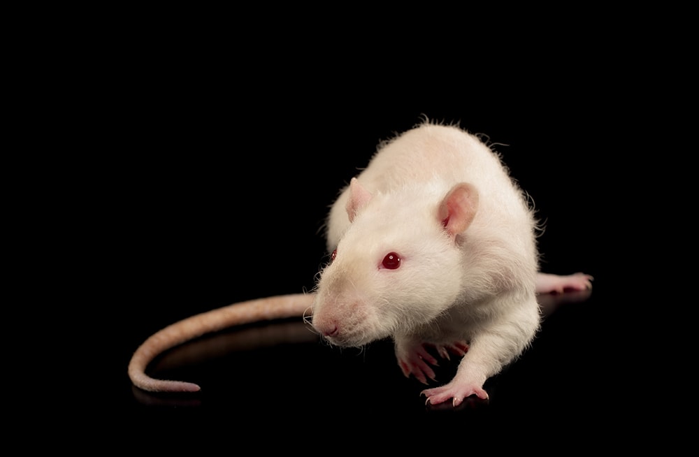 white Rex rat