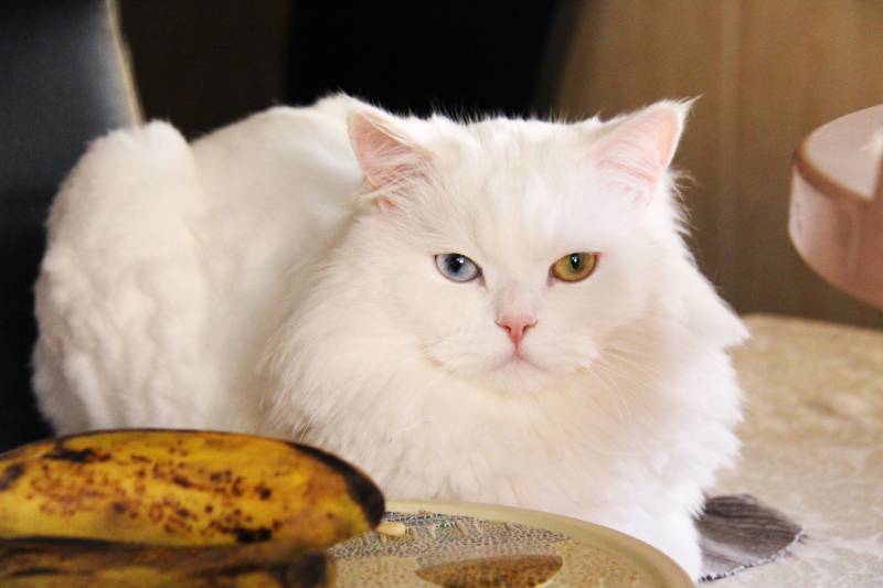 white shirazi cat sitting