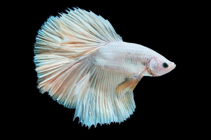 Albino Betta_surachet khamsuk_shutterstock