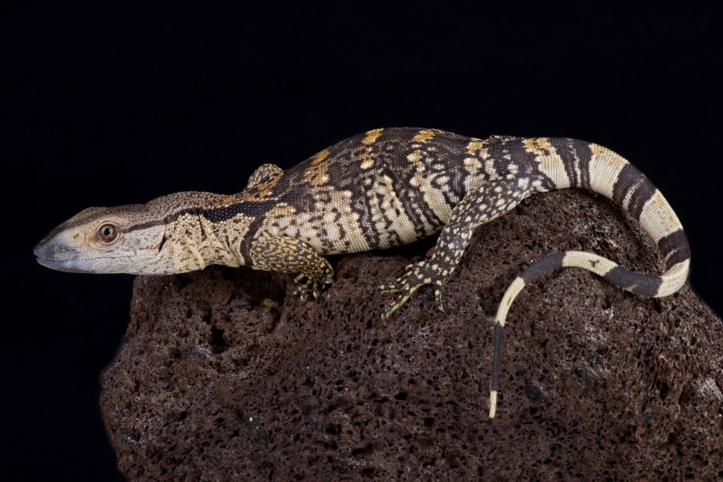 white throated monitor lizard in rock_reptiles4all_Shutterstock