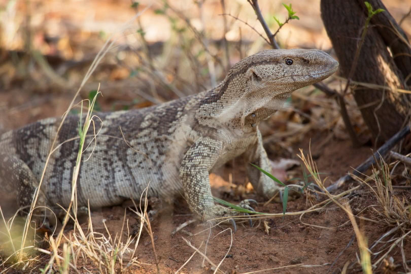 white throated monitor lizard in wild_Dirk M. de Boer_Shutterstock