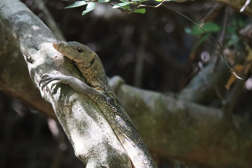 white throated monitor lizard in wild_Pixabay