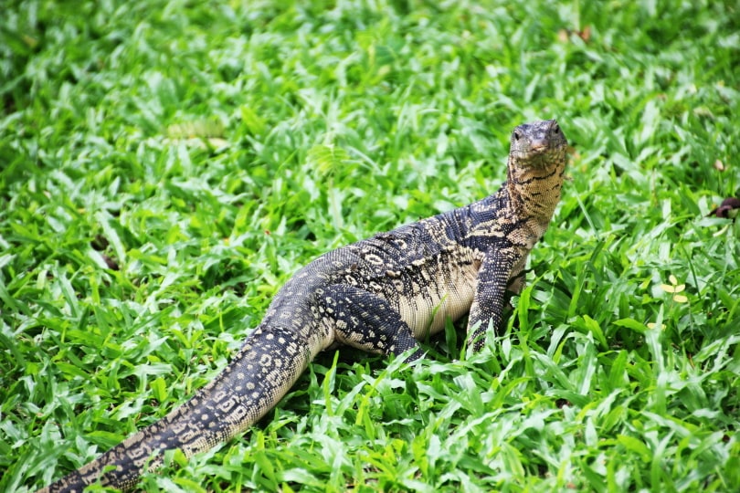 white throated monitor lizard_Piqsels