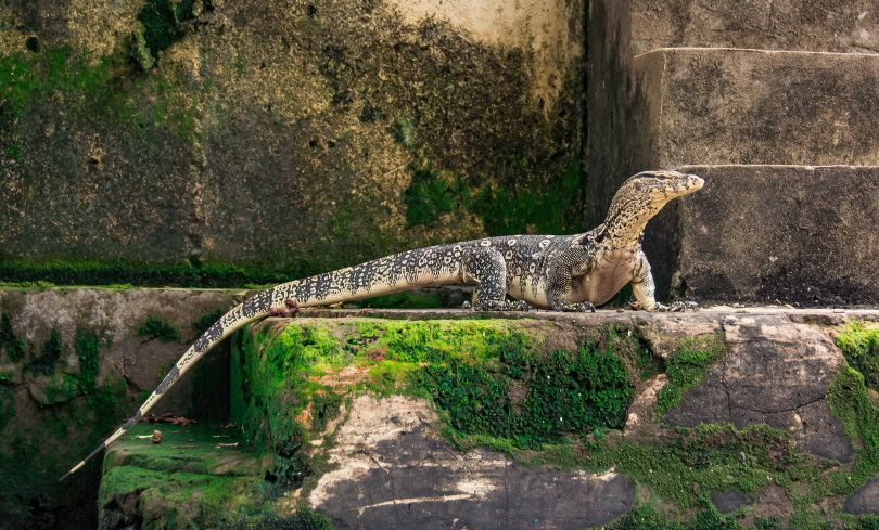 white throated monitor lizard_Pixabay