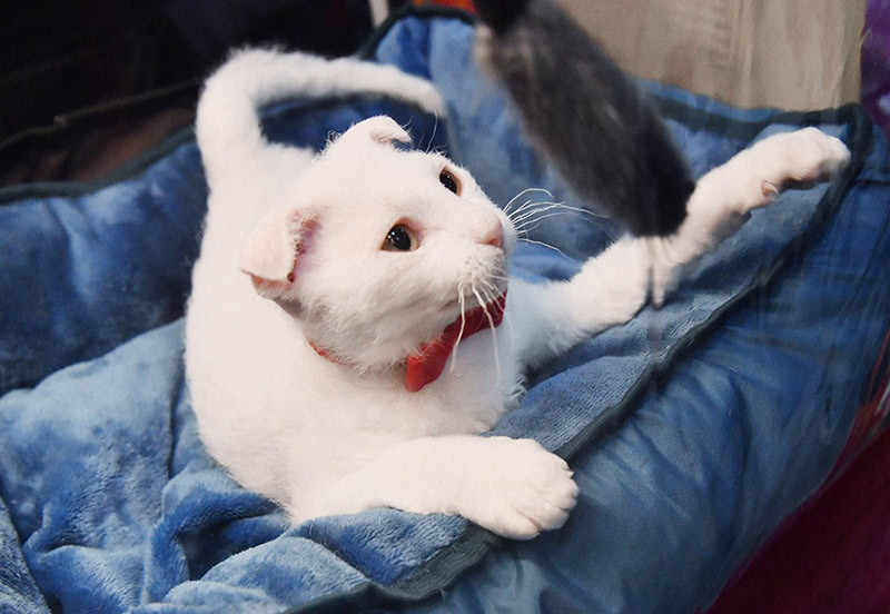 white Ukrainian Levkoy cat in its bed