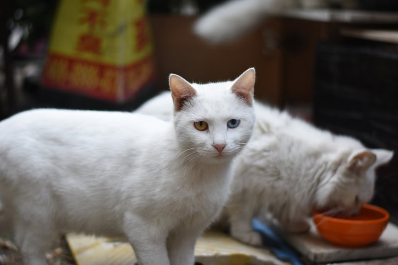 white with two different eye color_