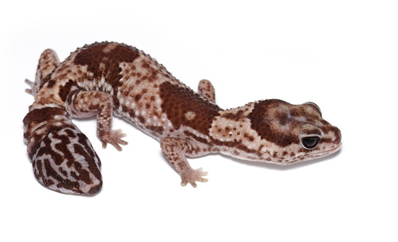 whiteout african fat tailed gecko on white background