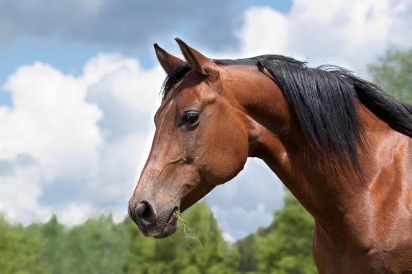 wild-Quarter-horse-mare-bay_Vera-Zinkova_shutterstock