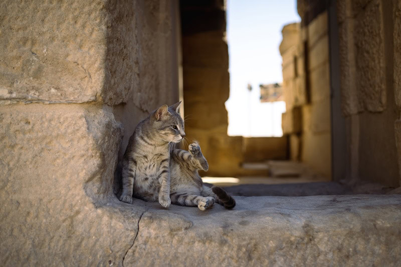 wild gray cat in some stone ruins in Egypt