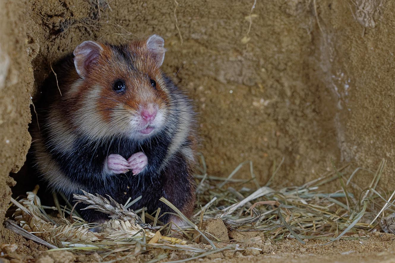 wild hamster