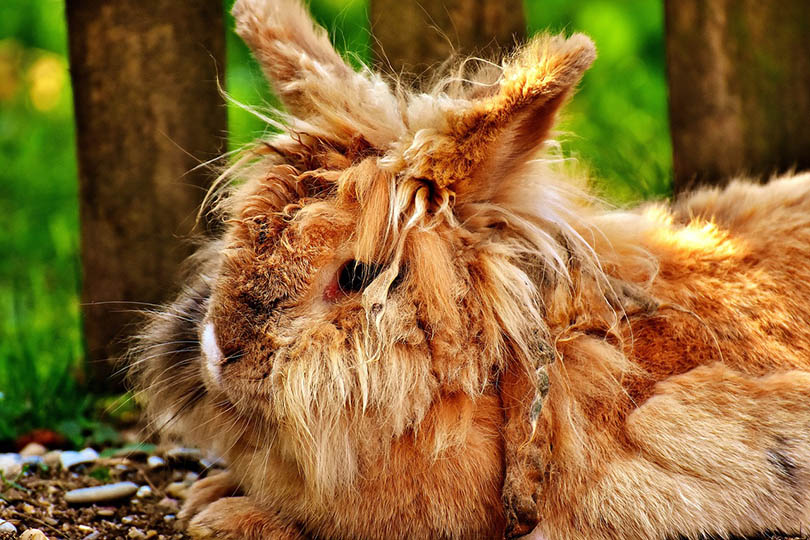 wild rabbit with messy hair