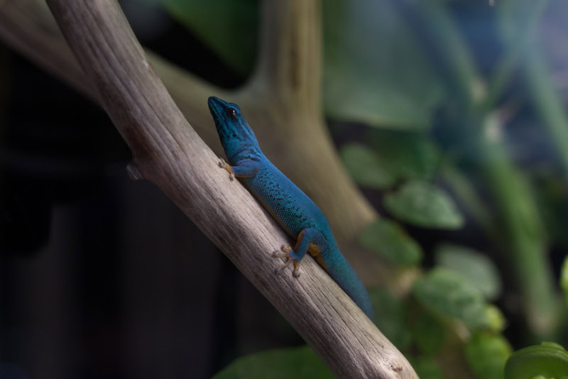 williams dwarf gecko in terrarium