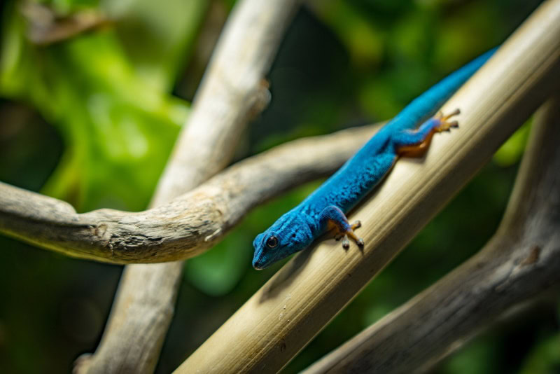 williams dwarf gecko