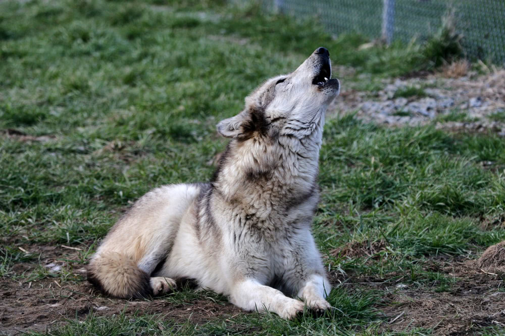 wolf howling 