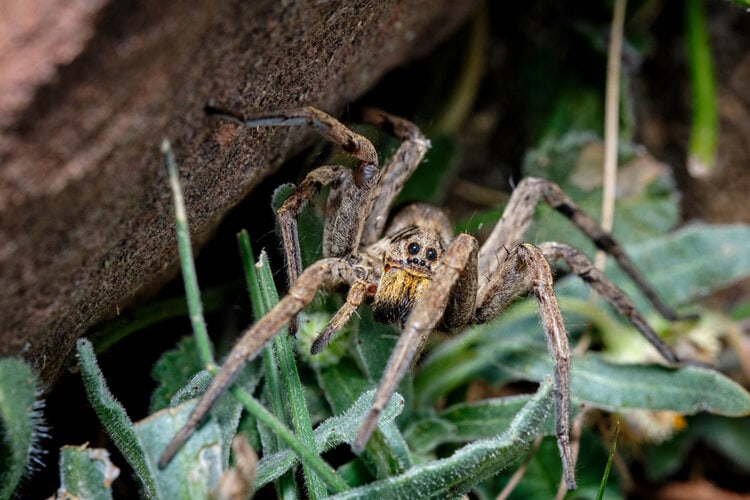 wolf-spider