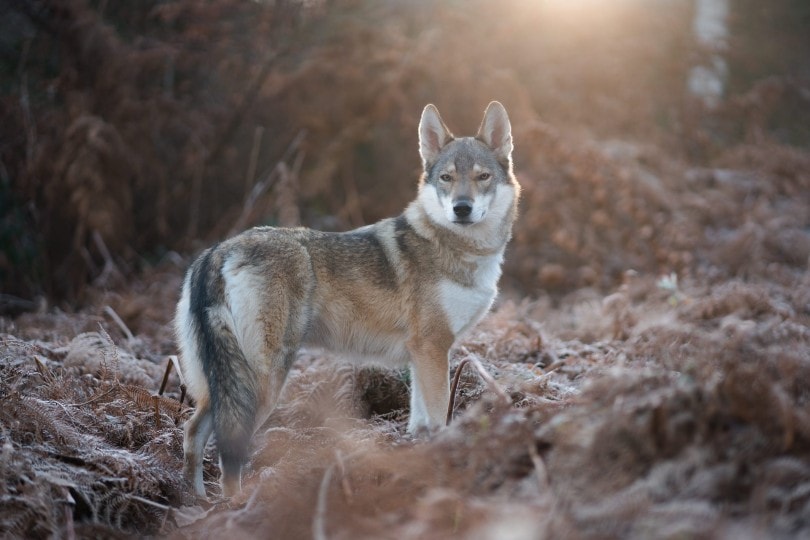 wolfdog in the wild