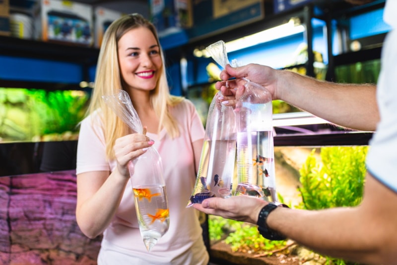 woman buying aquarium fish