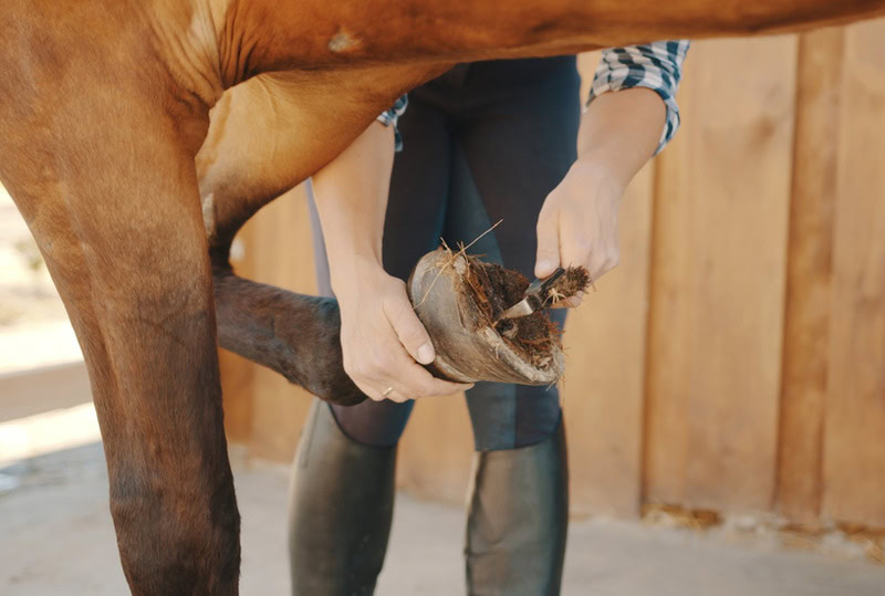 woman cleaning horse hoof
