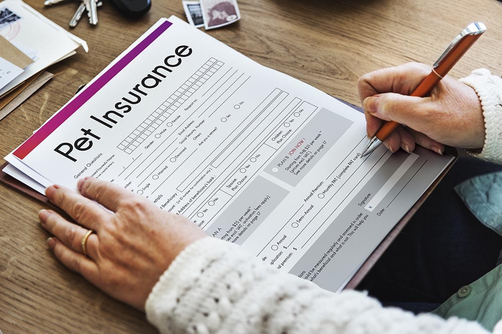 woman filling up pet insurance form