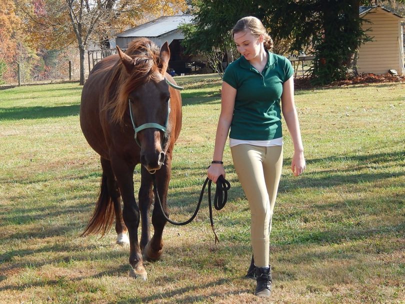 horse walking_Pixabay