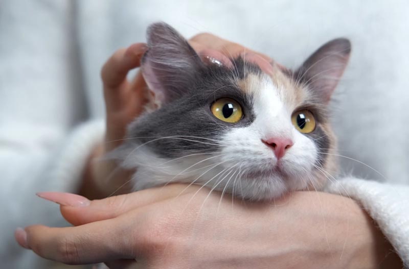 woman holding and stroking a purring cat