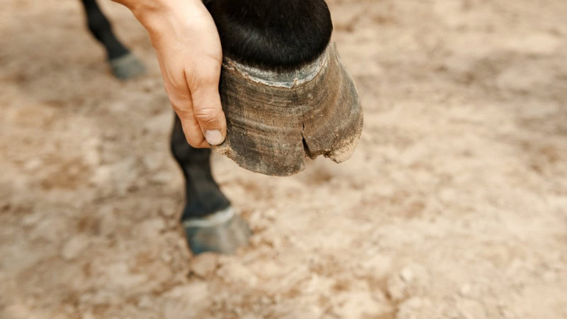 woman holding broken hoof of a black horse