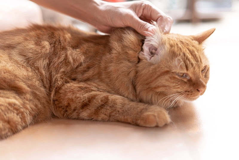 woman holding cats ear