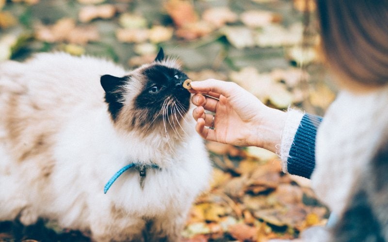 woman offering a treat to a cat