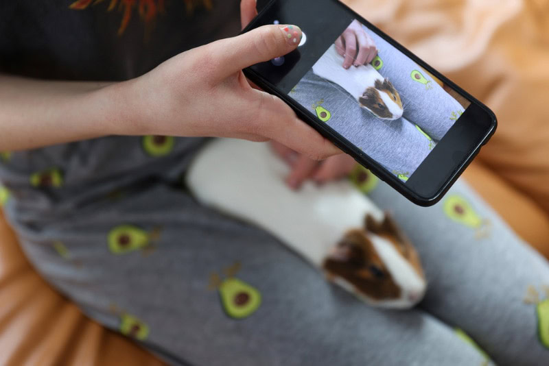 woman taking pictures of her guinea pig