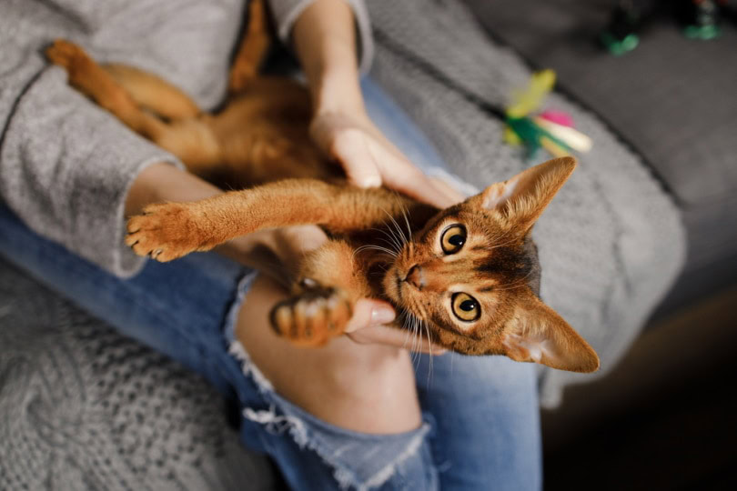 woman tickling a kitten on her lap