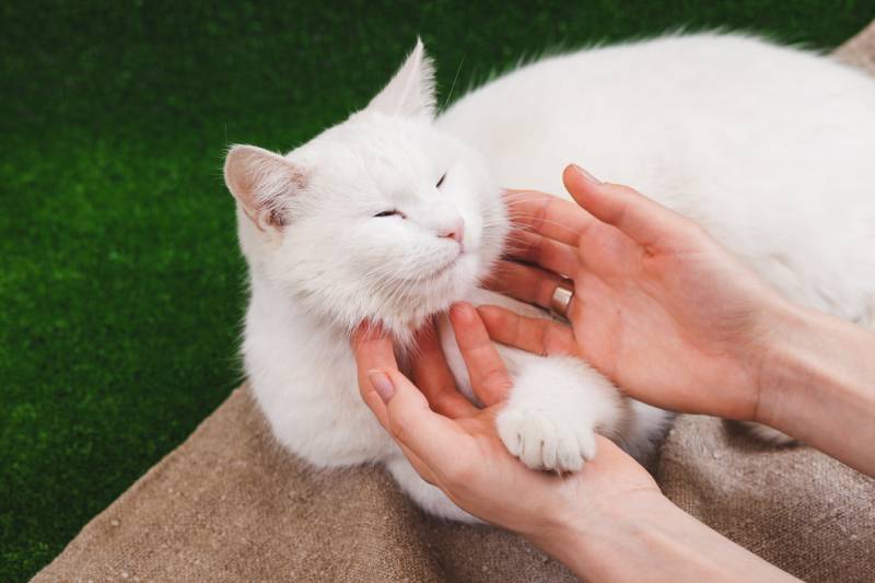 woman touching her turkish angora cat