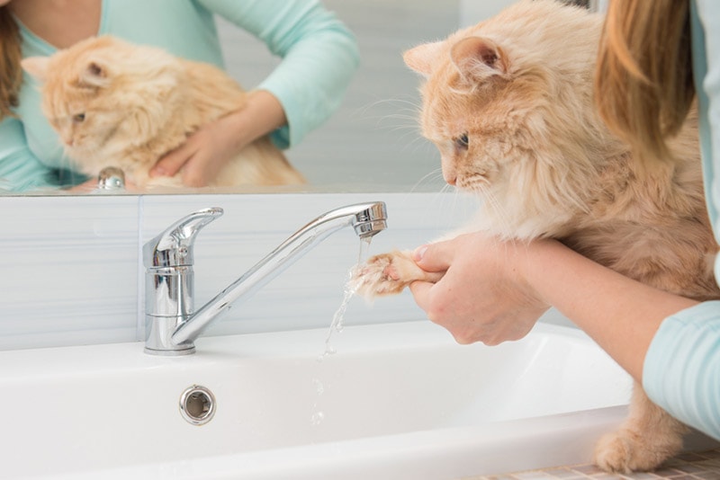 woman washing her cat's paw