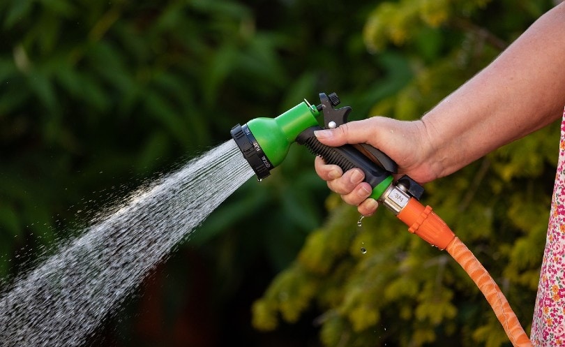 woman watering the garden