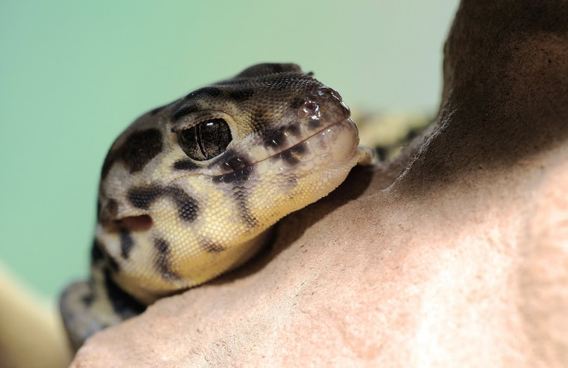wonder or frog eyed gecko head