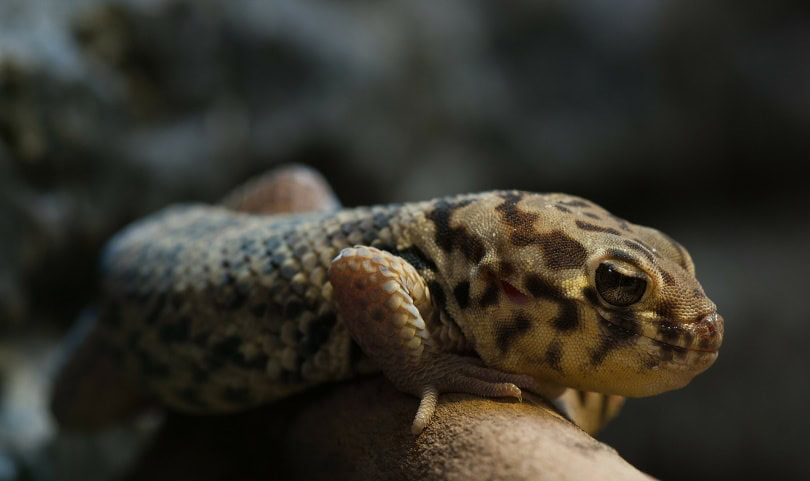 wonder or frog eyed gecko in terrarium